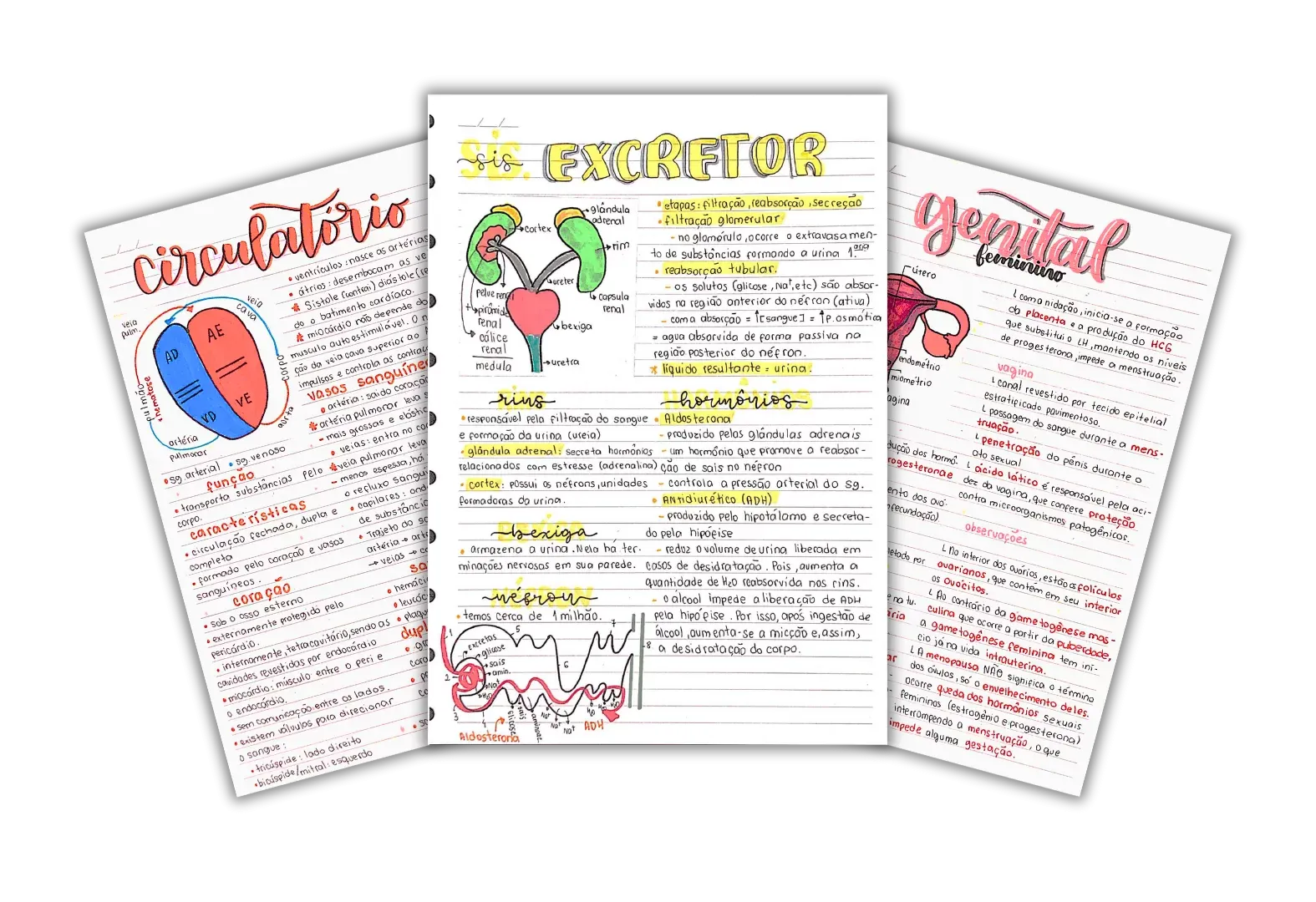 Capa do resumo de Biologia